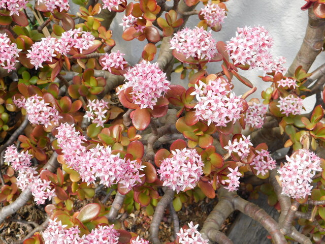 DSCN5039.JPG