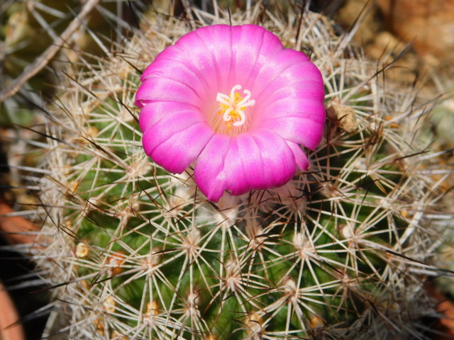 DSCN5120.JPG