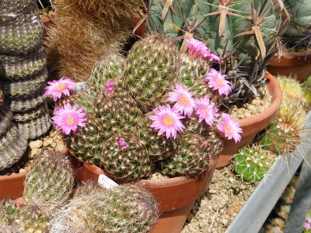 DSCN5122.JPG