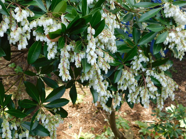 DSCN5124.JPG
