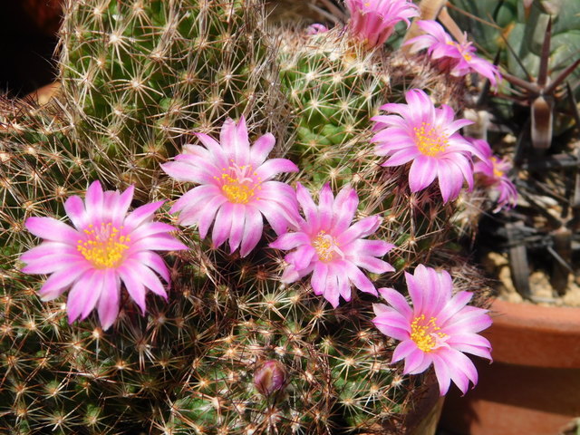 DSCN5124.JPG