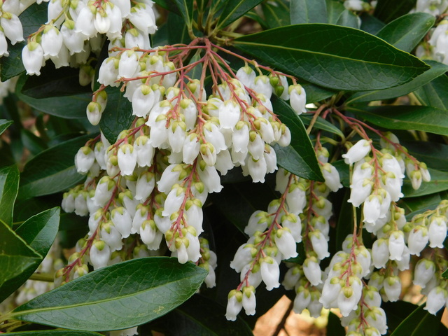 DSCN5125.JPG