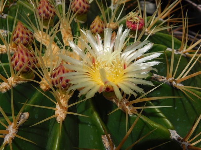 DSCN5126.JPG