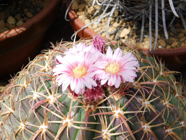 DSCN5128.JPG