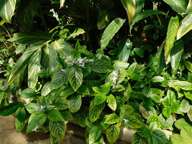 DSCN5130.JPG