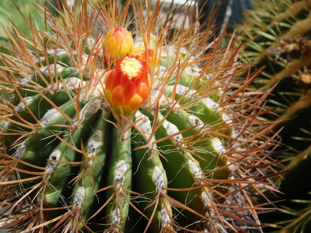DSCN5130.JPG