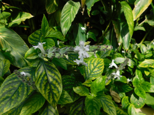 DSCN5132.JPG