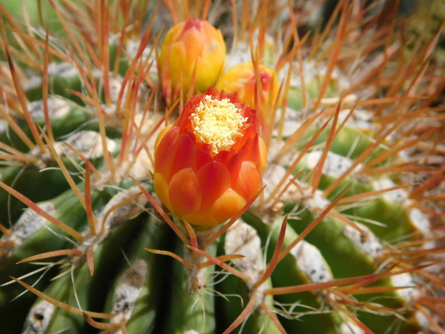 DSCN5132.JPG