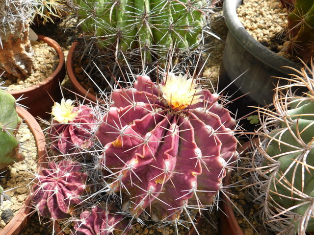 DSCN5140.JPG