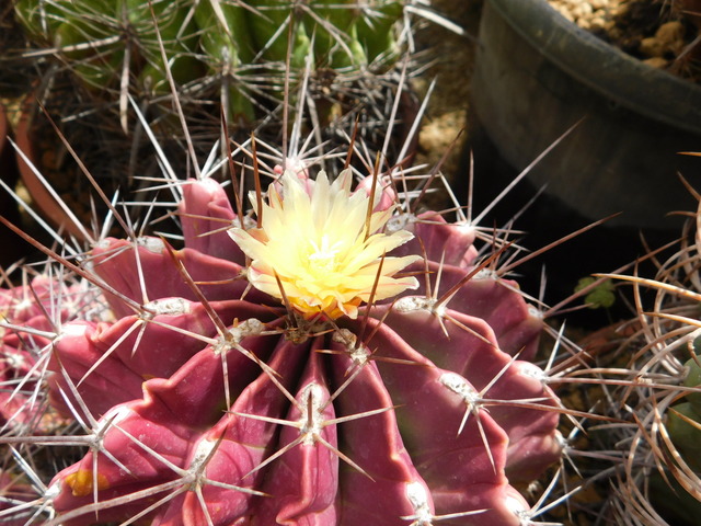 DSCN5141.JPG