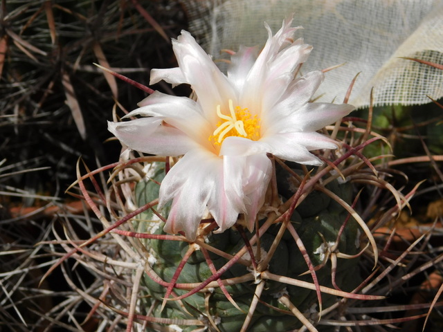 DSCN5148.JPG