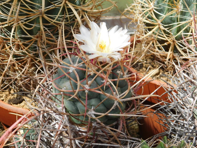DSCN5150.JPG