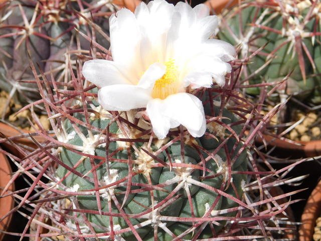 DSCN5152.JPG