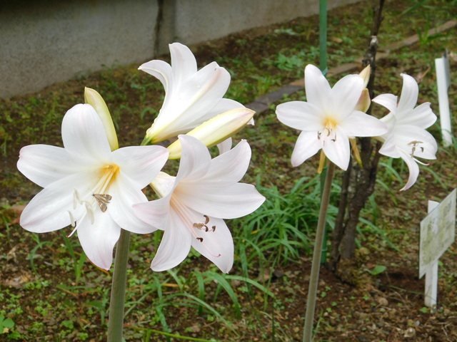 DSCN5153.JPG