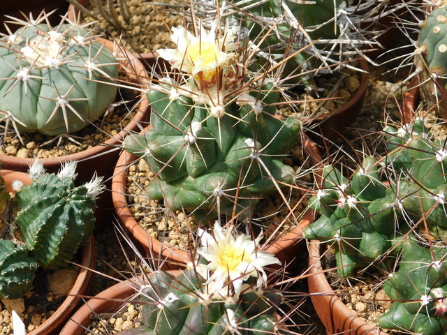 DSCN5164.JPG