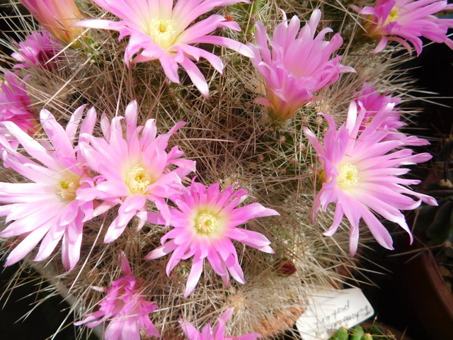 DSCN5167.JPG