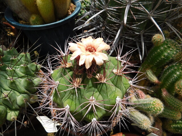DSCN5168.JPG