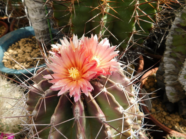 DSCN5169.JPG