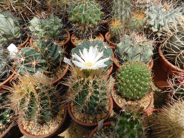 DSCN5170.JPG