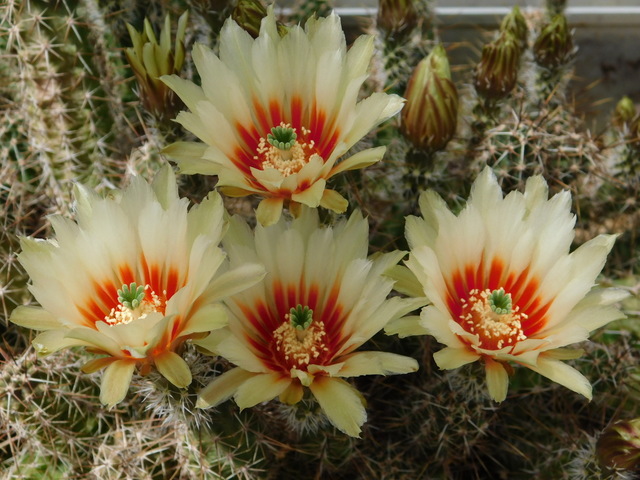 DSCN5174.JPG