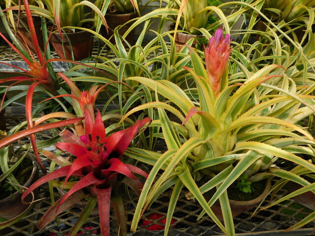 DSCN5175.JPG