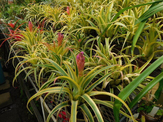 DSCN5179.JPG