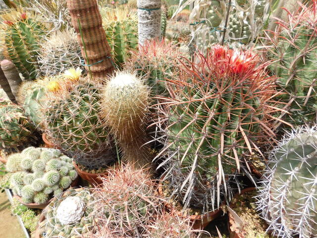 DSCN5183.JPG