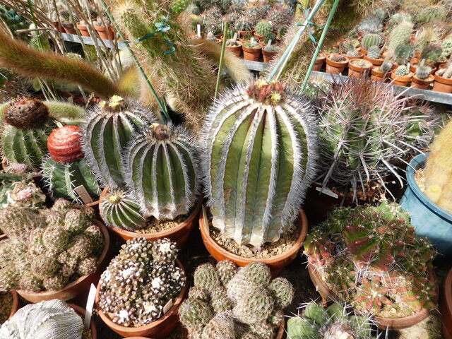 DSCN5189.JPG