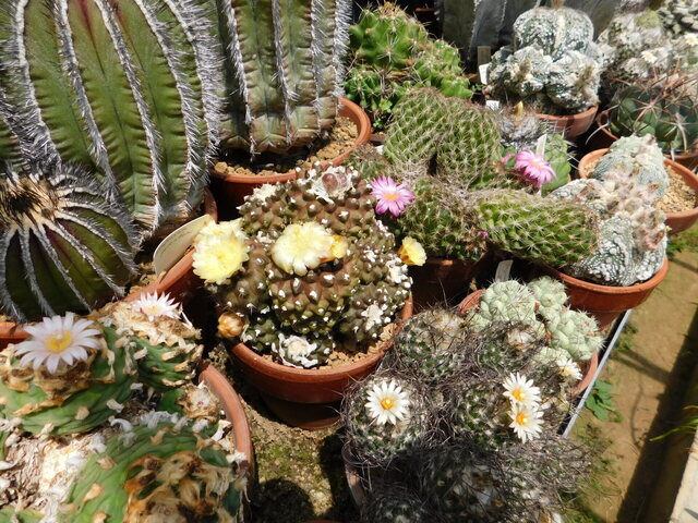 DSCN5192.JPG