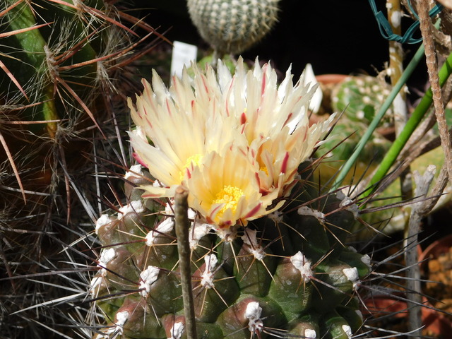 DSCN5195.JPG