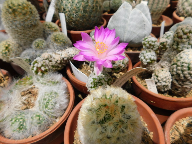 DSCN5197.JPG