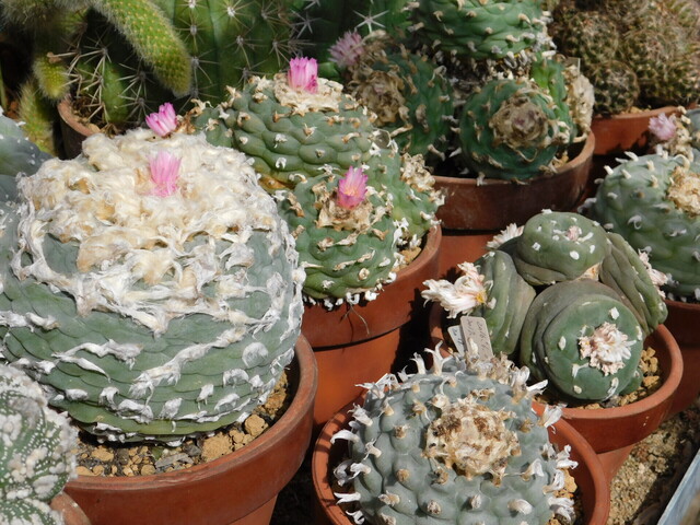 DSCN5198.JPG