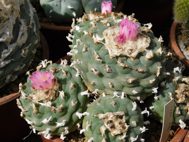 DSCN5200.JPG