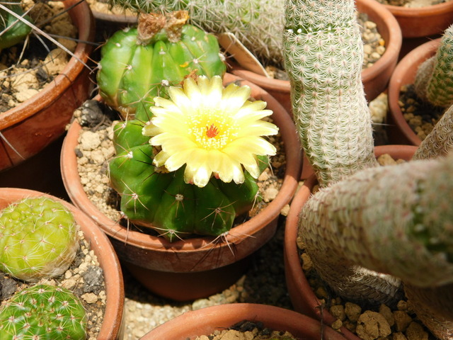 DSCN5200.JPG