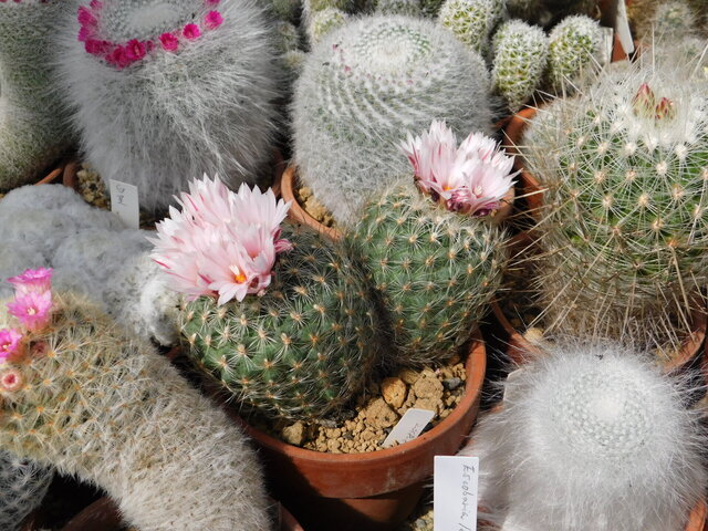 DSCN5207.JPG