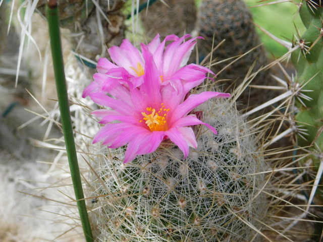 DSCN5213.JPG