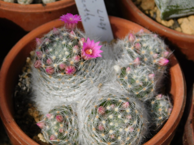 DSCN5216.JPG