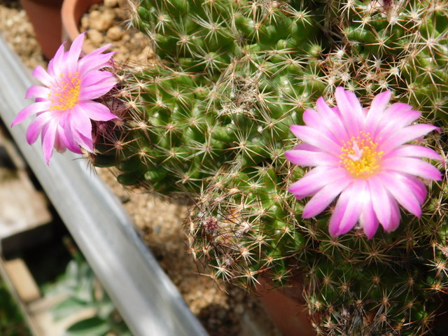 DSCN5216.JPG