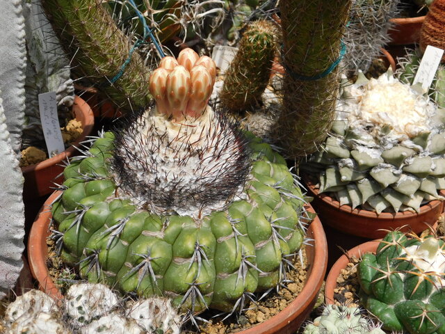DSCN5217.JPG