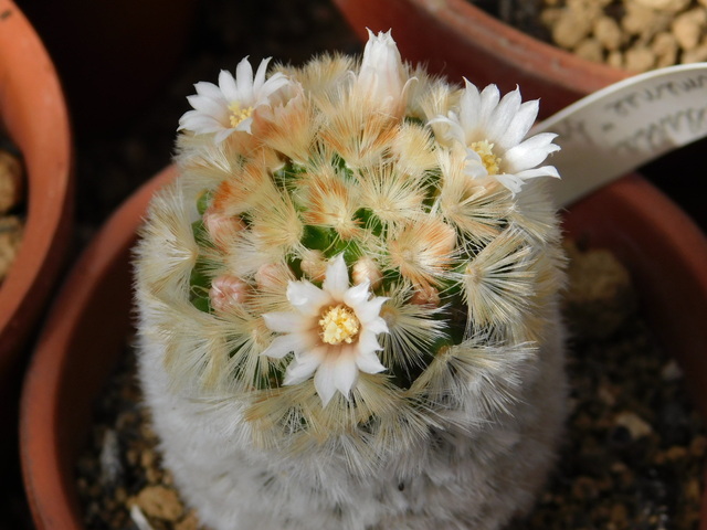 DSCN5218.JPG