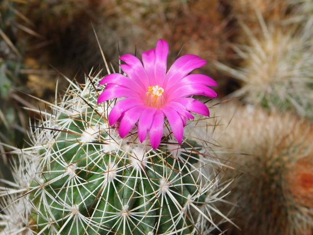 DSCN5220.JPG