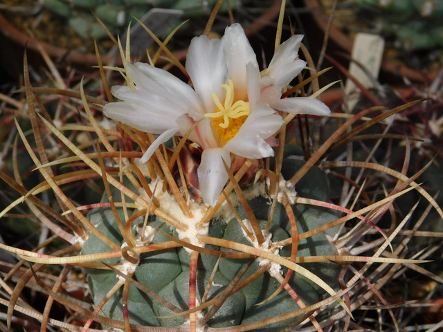DSCN5225.JPG