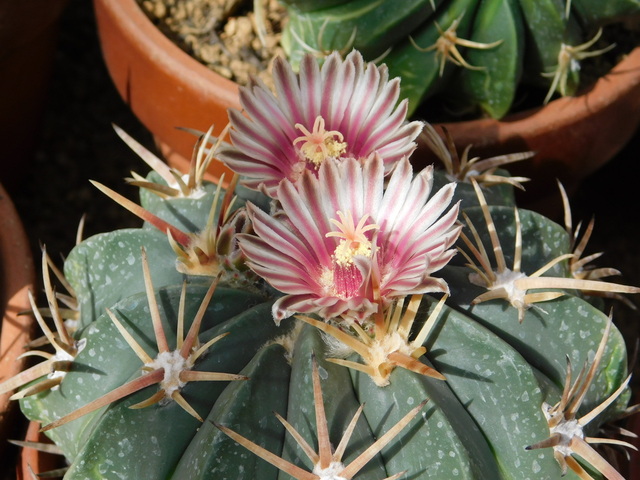 DSCN5228.JPG