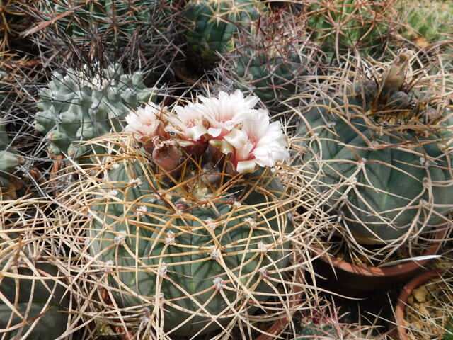 DSCN5228.JPG