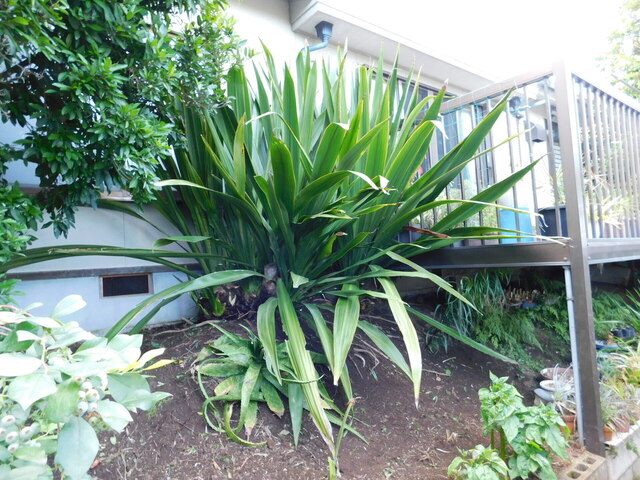 DSCN5232.JPG