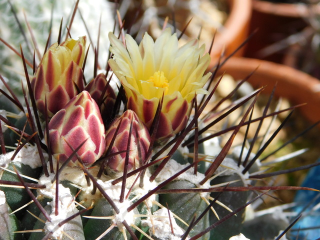 DSCN5234.JPG