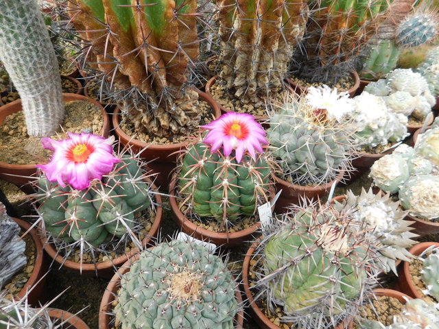 DSCN5236.JPG
