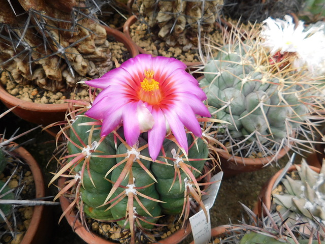 DSCN5237.JPG