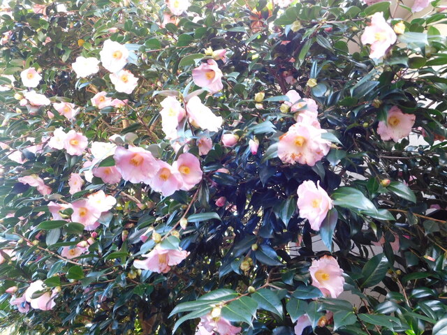 DSCN5238.JPG