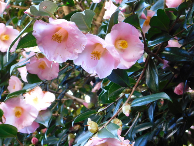 DSCN5239.JPG